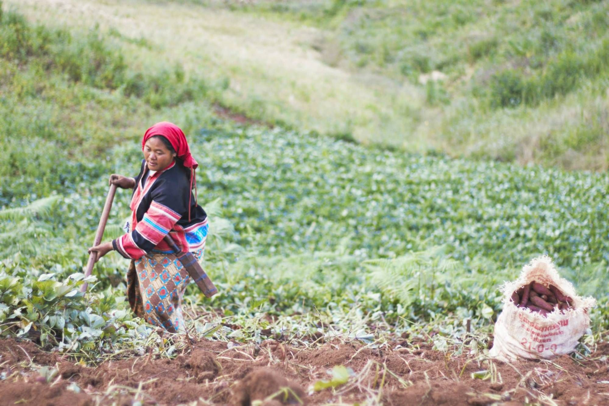 A woman in a red headscarf and embroidered jacket digs sweet potatoes in a hillside field; a full sack stands beside her.