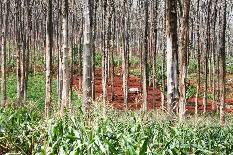Rows of pale tree trunks in a plantation on bright red laterite soil, with tall grass in the foreground.
