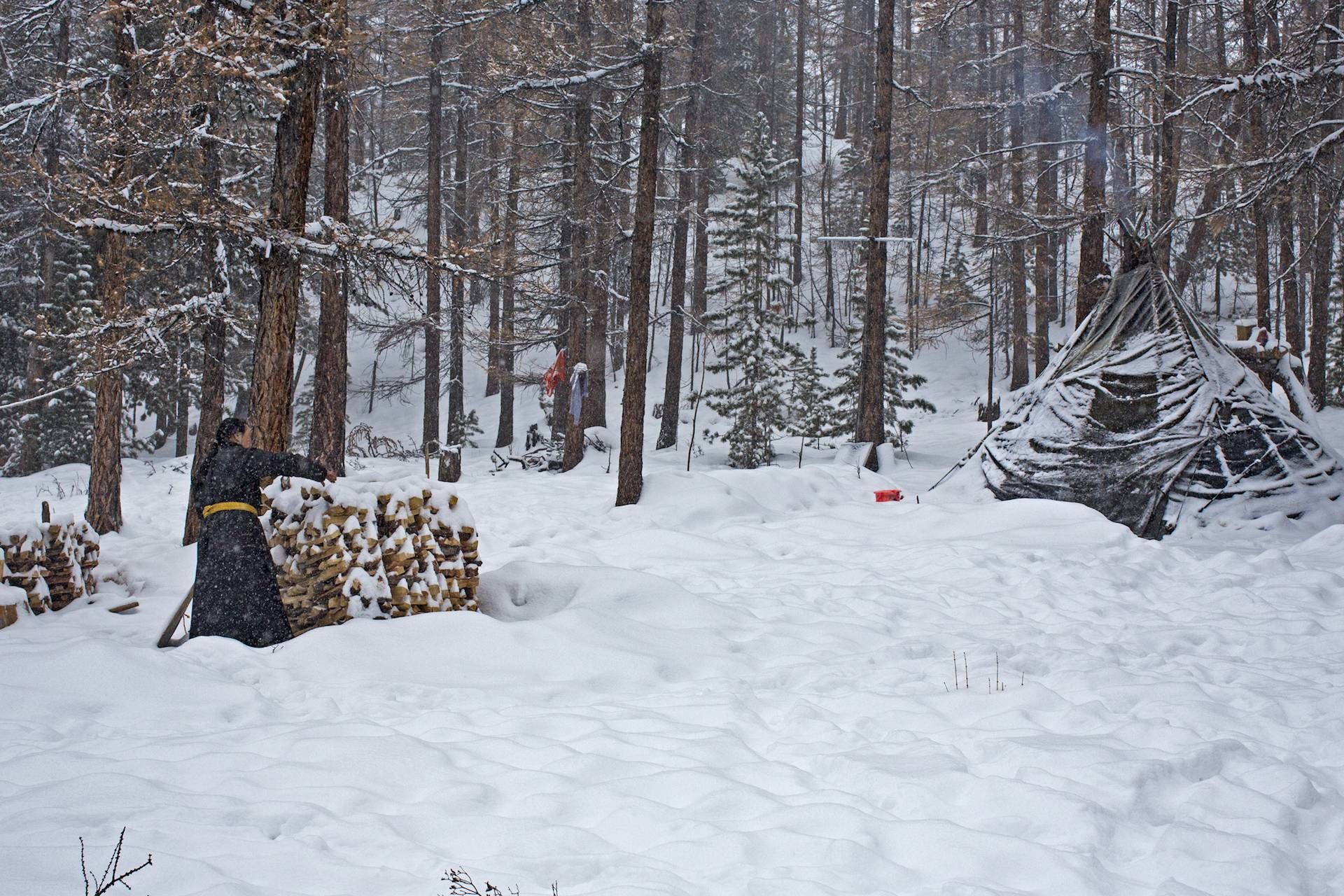 A person in a long dark coat stacks firewood in a snowy larch forest, next to a canvas tipi covered in snow.