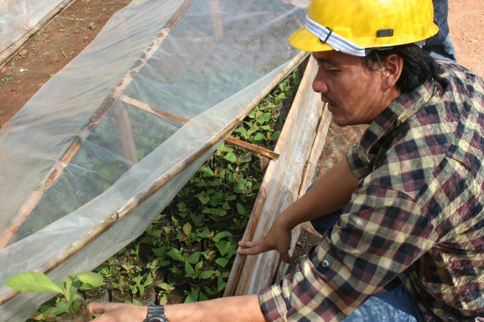 A man in a yellow hard hat lifts the plastic cover of a tree nursery full of young seedlings.